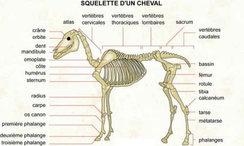 Anatomie - Hippologie.fr